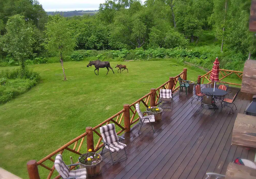 moose in yard