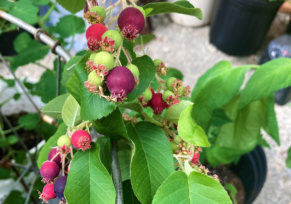 Juneberries
