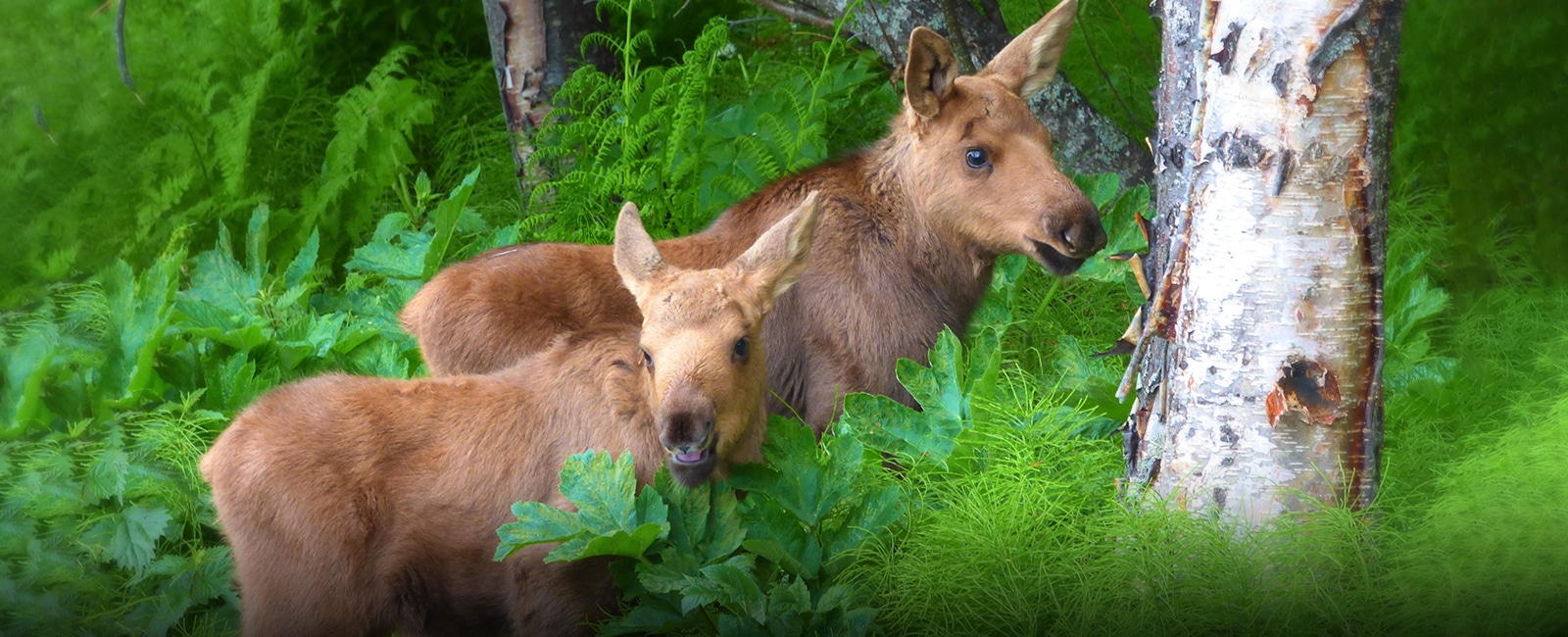 Baby Moose Pair